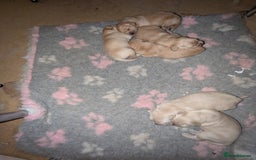 Golden Retriever dogs for sale: Wonderful,playful ,adventurous happy little furs😍 - Image 28