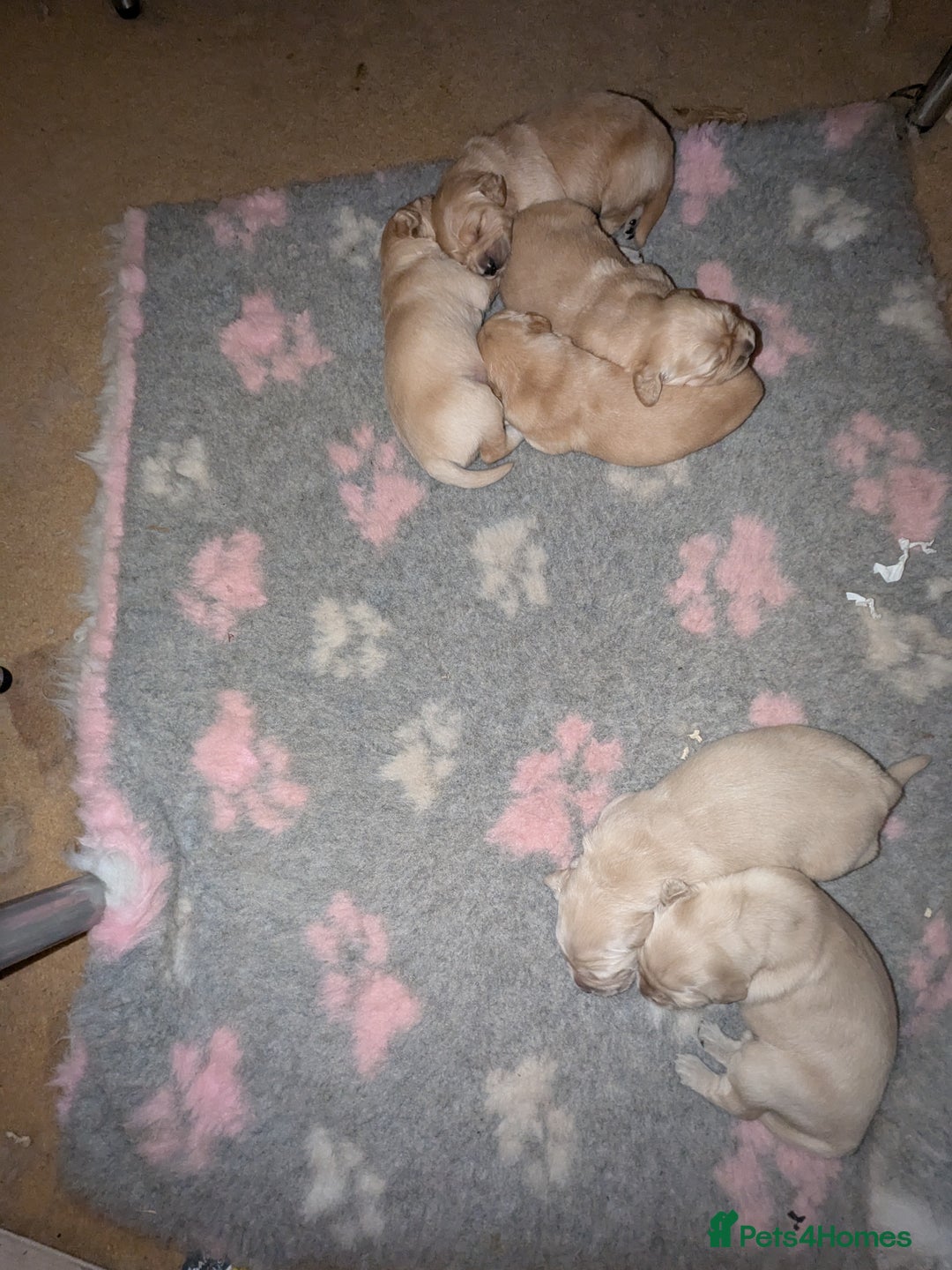Golden Retriever dogs for sale: Wonderful,playful ,adventurous happy little furs😍 - Image 28