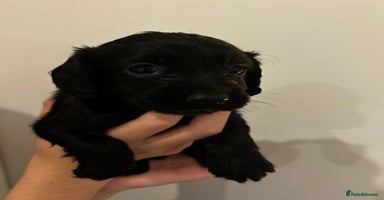 Cocker Spaniel dogs - Advert 5