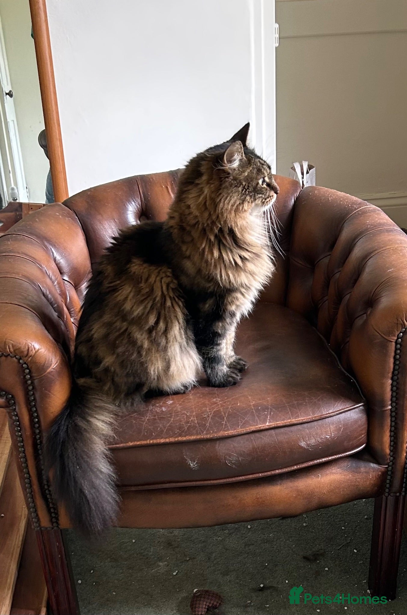 Mixed Breed cats Two Cats for Rehoming - can be separated  - Advert 1