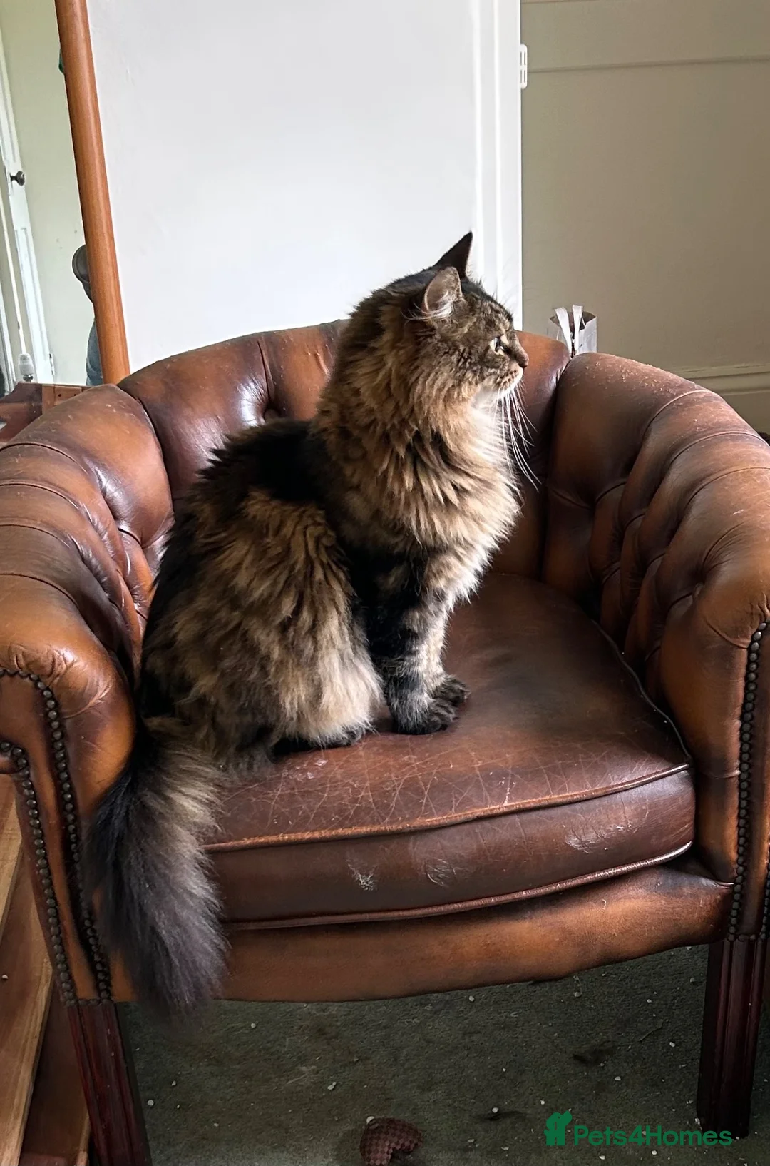 Mixed Breed cats for sale: Two Cats for Rehoming - can be separated  in Pulborough - Advert 1