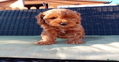 Cavapoo dogs - Advert 9