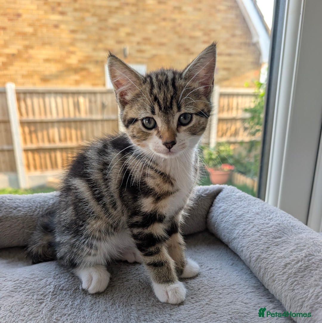 Domestic Shorthair cats for sale: Super stunning kittens - Image 20