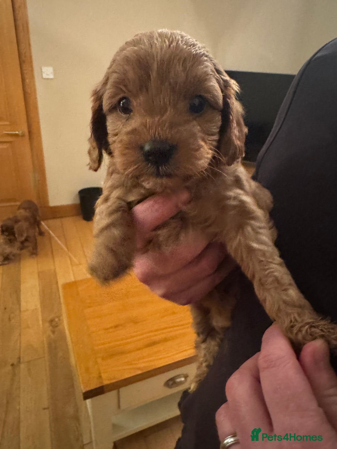 Cavapoo dogs for sale: Gorgeous F1 Cavapoo pups (1 male 1 female left)   - Image 15