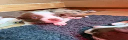 Border Collie dogs for sale: Red & white tri Merle border collie puppies puppy - Advert 24