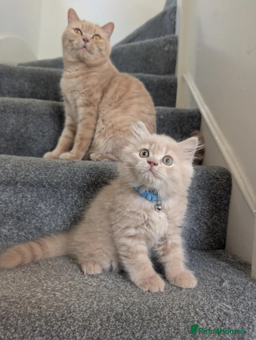 British Longhair cats for sale: Last GCCF reg British longhair kitten ready now - Advert 20