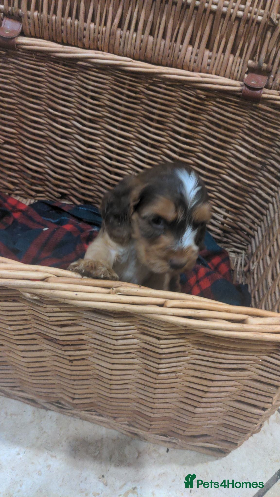 Cockapoo dogs Cockapoo puppies available 28th August Bank Holida - Advert 2
