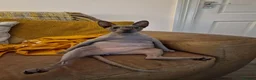 Sphynx cats for sale: Adult male blue sphynx cat - Advert 2