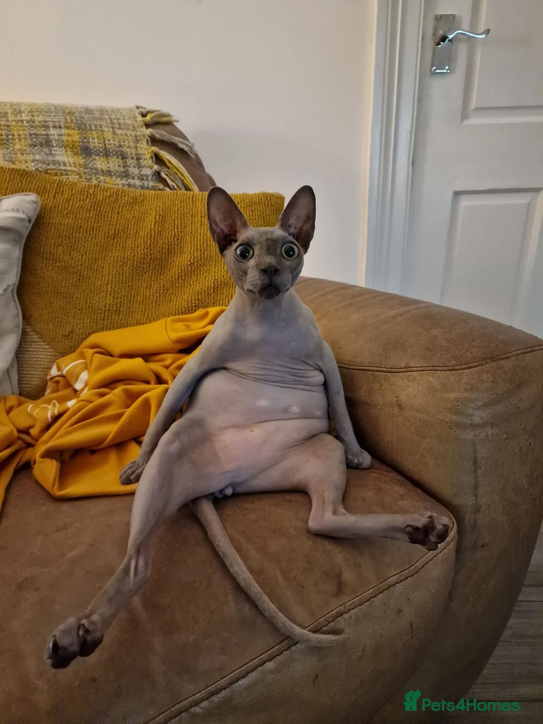 Sphynx cats for sale: Adult male blue sphynx cat - Advert 2