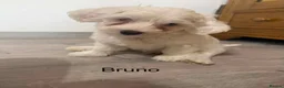 Bichon Frise dogs for sale: Puppies with blue eyes  in Norwich - Advert 10