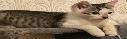 Mixed Breed cats for sale: Kittens for sale Walsall  - Advert 2