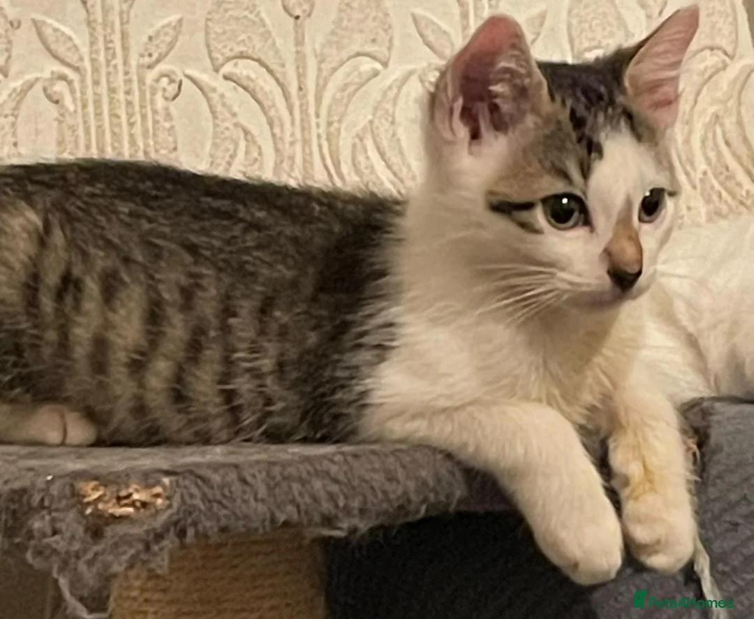 Mixed Breed cats for sale: Kittens for sale Walsall  - Advert 2