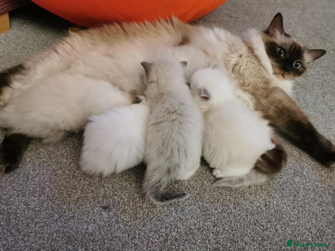 Ragdoll cats for sale: Ragdoll Kittens - Image 15