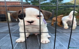 Boxer dogs for sale: Gorgeous KC Registered Boxer Pups - ONLY 1 LEFT - Image 13