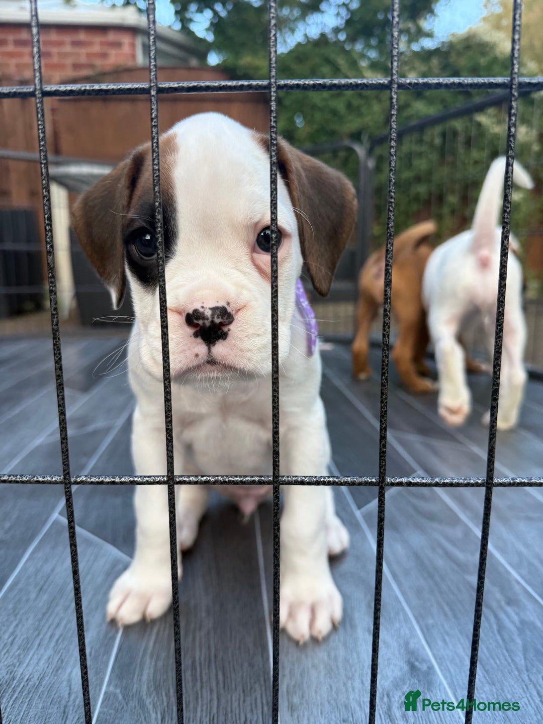 Boxer dogs for sale: Gorgeous KC Registered Boxer Pups - ONLY 1 LEFT - Image 13