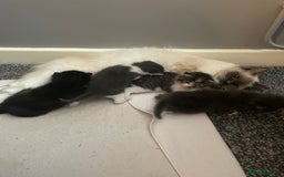 Mixed Breed cats for sale: Beautiful half ragdoll kittens - Image 1