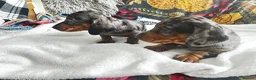 Dachshund dogs for sale: Home Reared Miniature Dachsund Puppies - Advert 4
