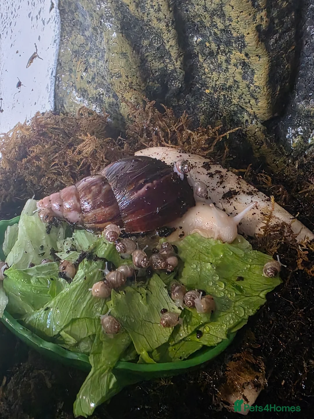 Snails invertebrates for sale: Baby african snail - Advert 2