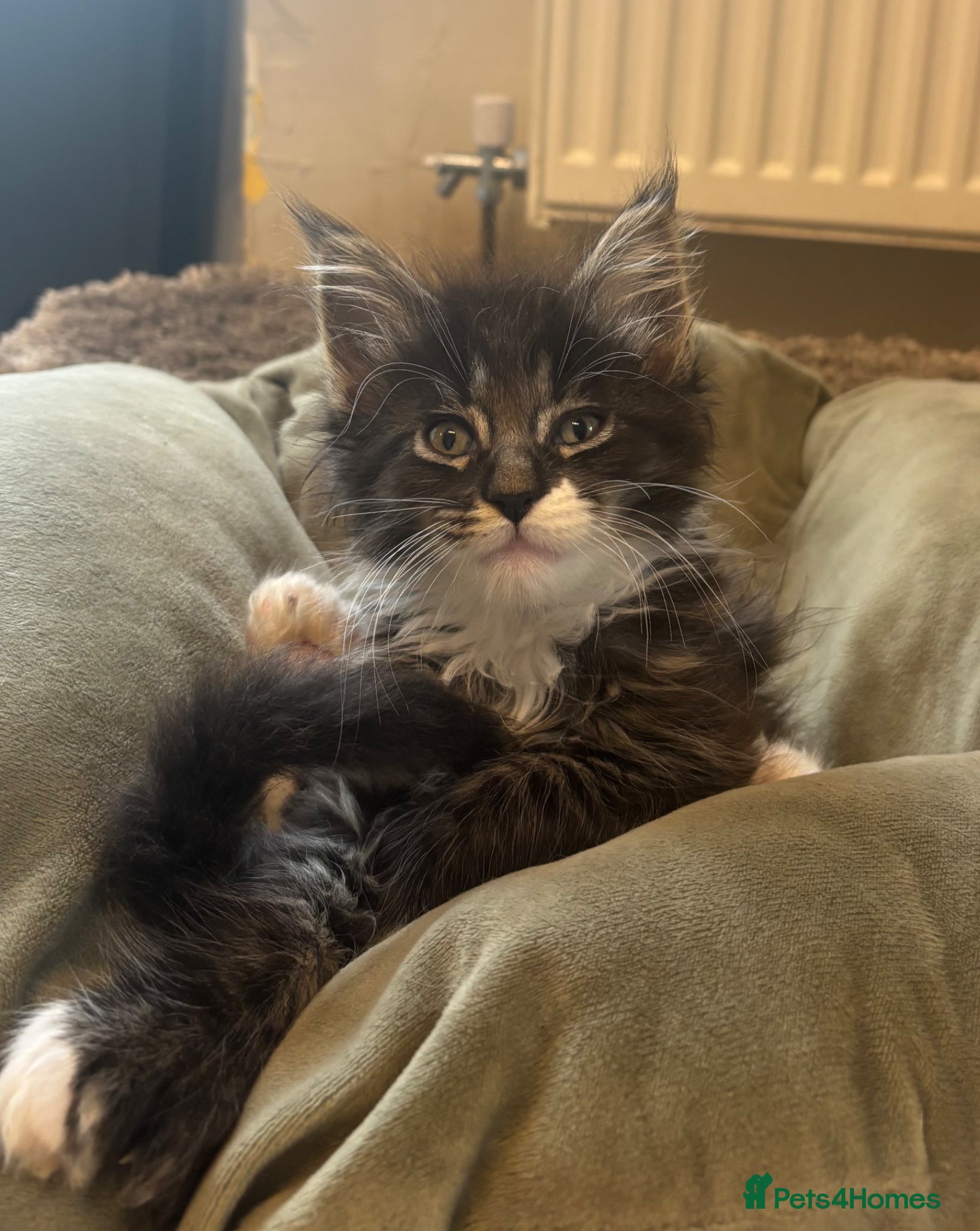 Maine Coon cats for sale: Maine coon kittens for sale. Some polydactyl.  in Trimdon Station - Advert 14