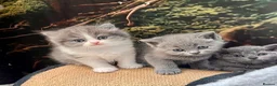 Selkirk Rex cats for sale: Gorgeous Selkirk rex kittens 😻 - Advert 7