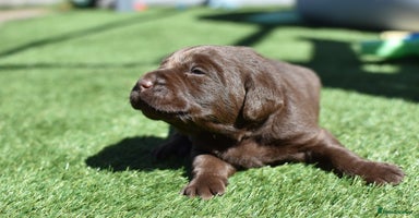 Labrador Retriever dogs - Advert 4