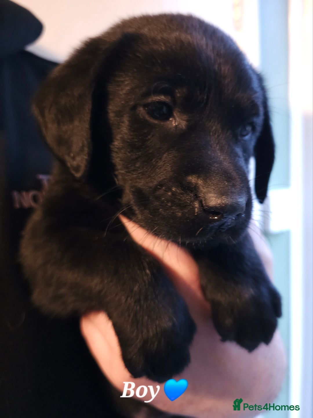 Labrador Retriever dogs for sale: 🐾 Labrador Puppies – Ready Early January 🐾 - Advert 9