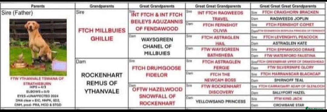 Labrador Retriever dogs for stud: OFTW Ythanvale Tswana of Strathieburn  - Advert 2