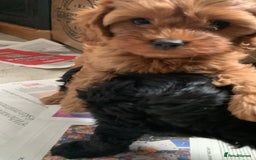 Cavapoo dogs for sale: Stunning premium F1 Cavapoo babies 🥰 - Image 14