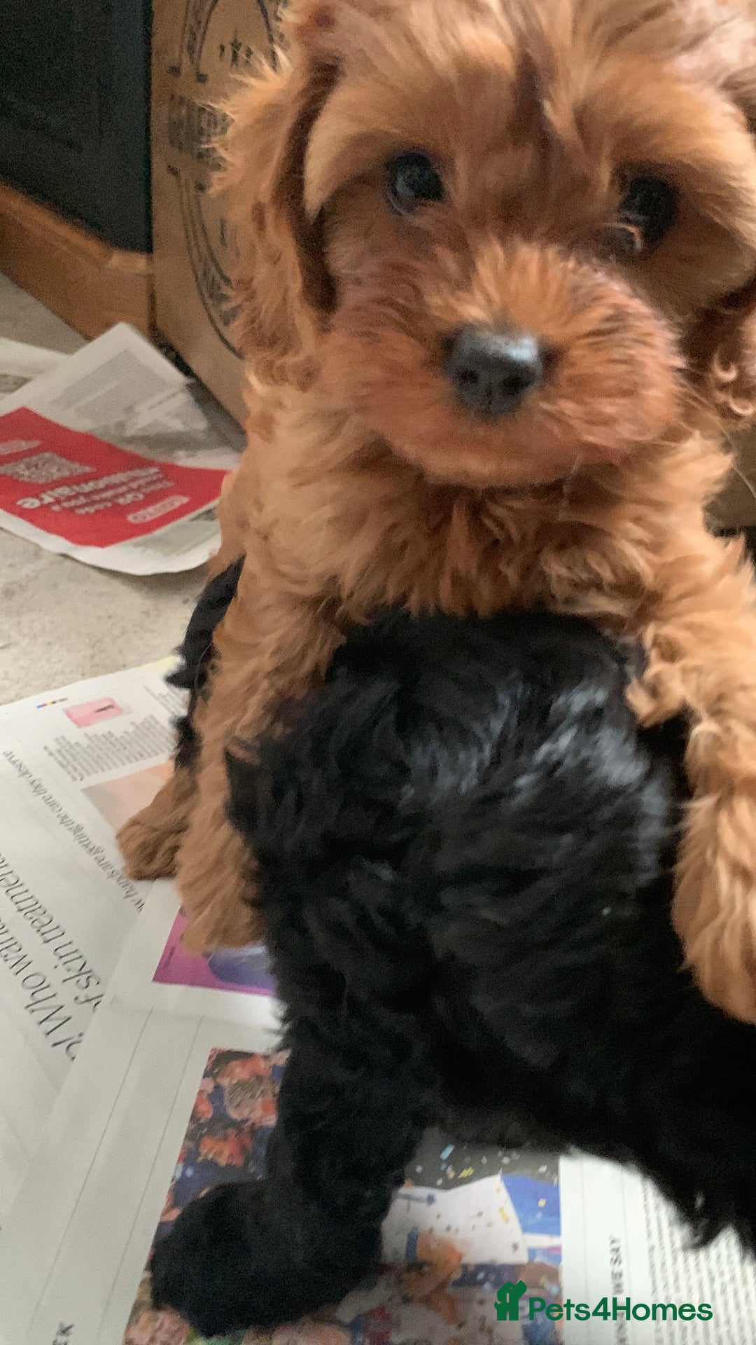 Cavapoo dogs for sale: Stunning premium F1 Cavapoo babies 🥰 - Image 14