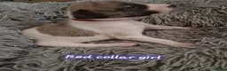 Whippet dogs for sale: Beautiful whippet puppies looking for new home in Swindon - Advert 13