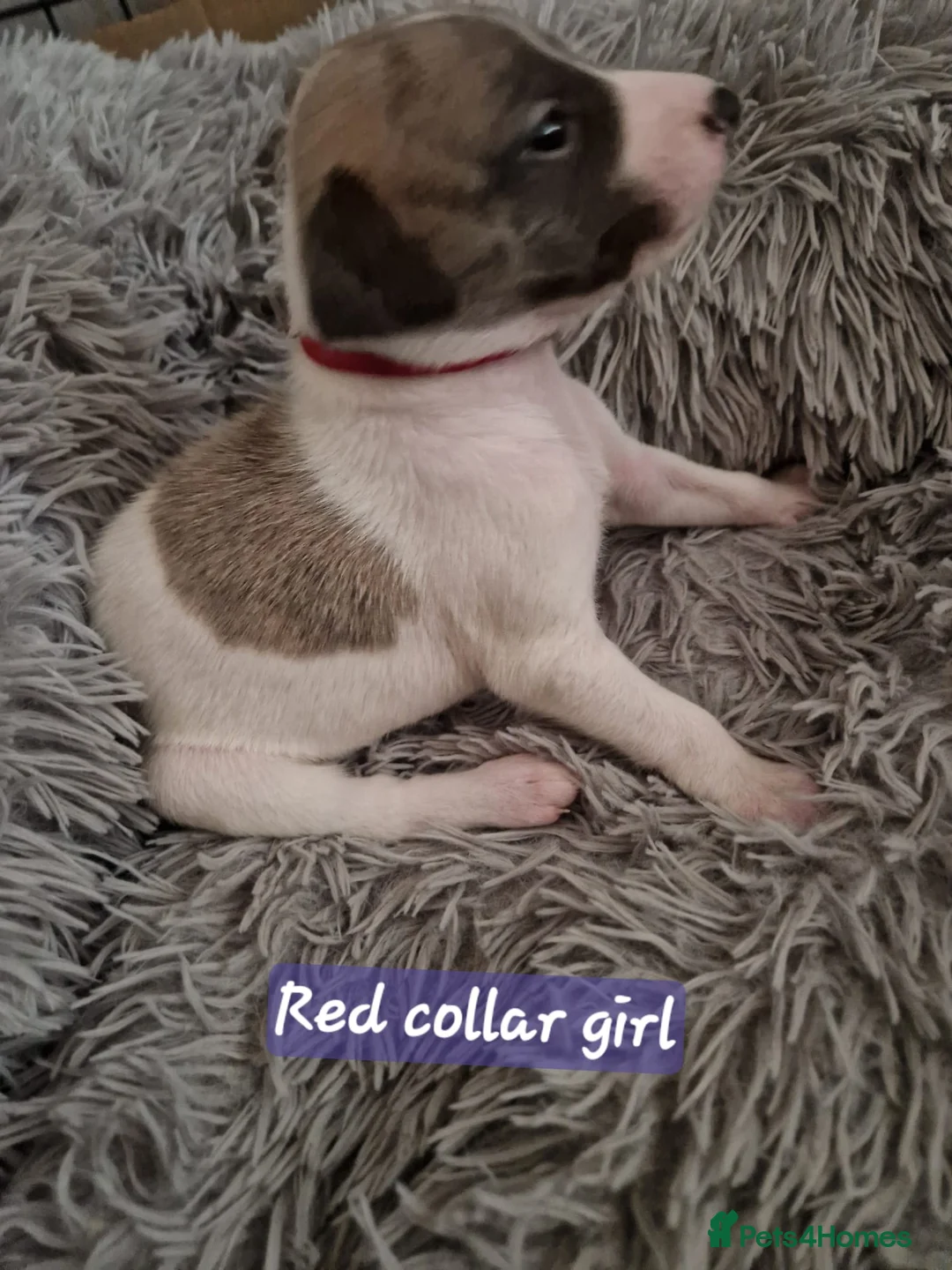 Whippet dogs for sale: Beautiful whippet puppies looking for new home in Swindon - Advert 13