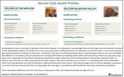 Labrador Retriever dogs for sale: Red Fox Labs : Health Checked-KC Reg-FTCH Pedigree - Image 15