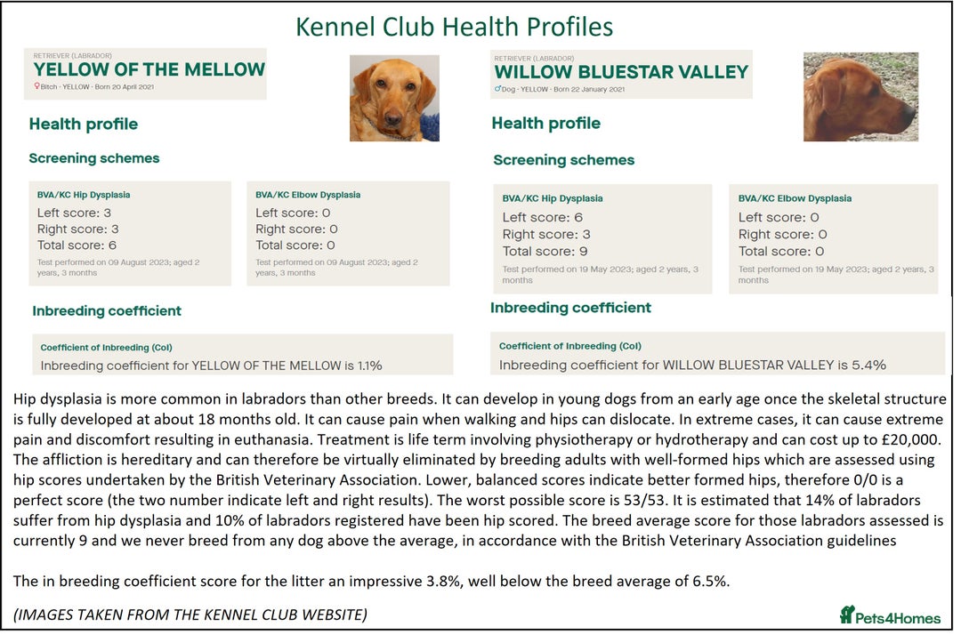 Labrador Retriever dogs for sale: Red Fox Labs : Health Checked-KC Reg-FTCH Pedigree - Image 15