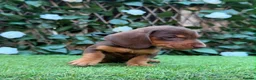 Miniature Dachshund dogs for sale: BEAUTIFUL TINY MINIATURE DASCHUNDS DAPPLE  - Advert 19