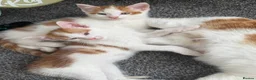 Mixed Breed cats for sale: X2 male ginger & white kittens  - Advert 4