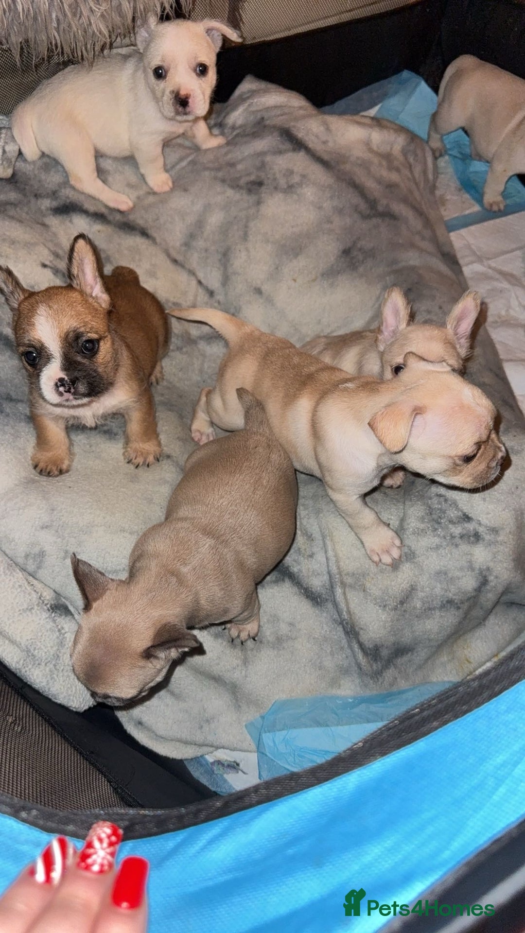 Mixed Breed dogs for sale: French bulldog cross border terrier puppies in Taunton - Advert 6