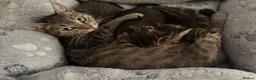 Mixed Breed cats for sale: Beautiful kittens  in Ipswich - Advert 30