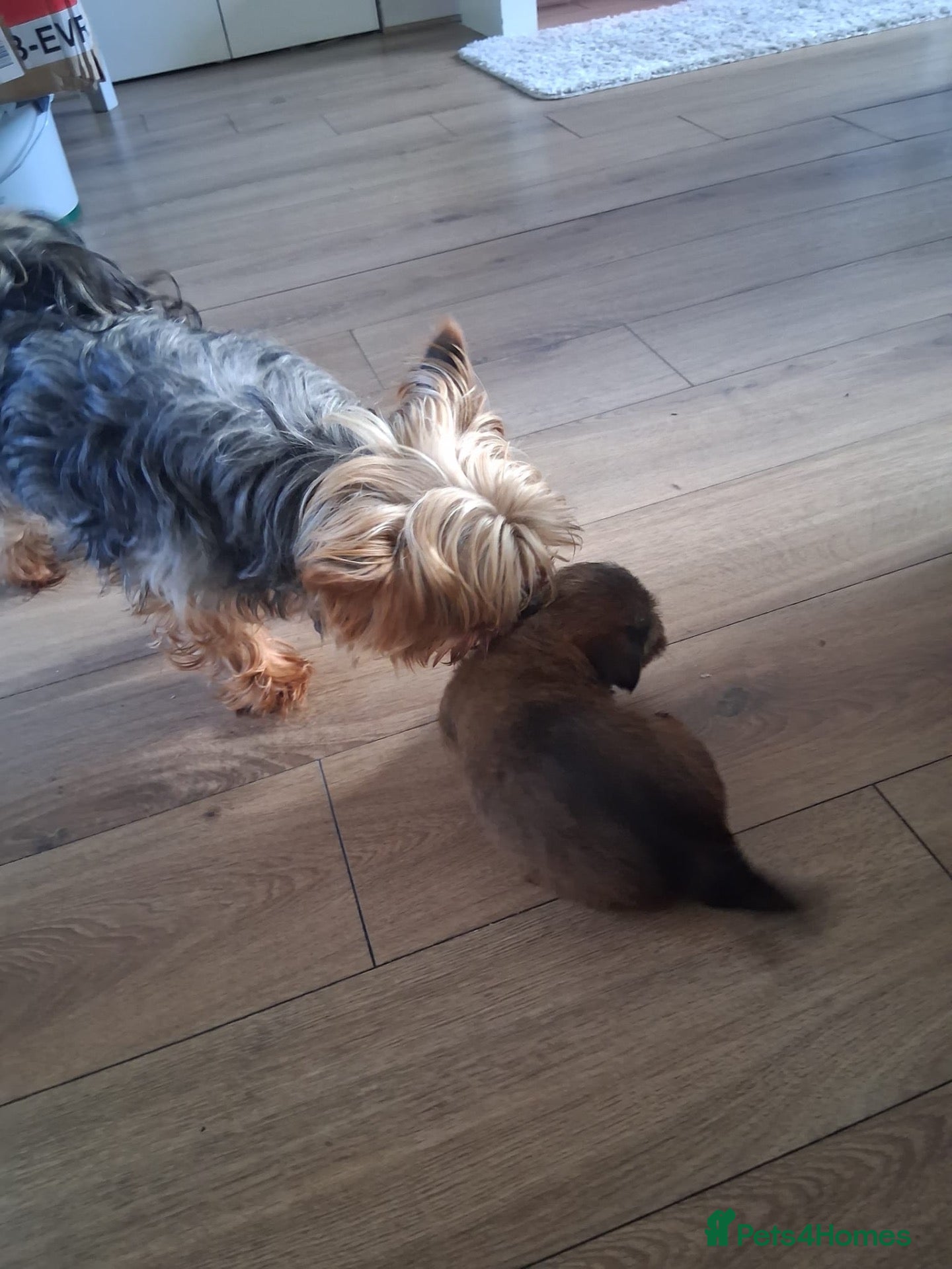Mixed Breed dogs Jorkie (jack russel x yorkie) - Advert 4
