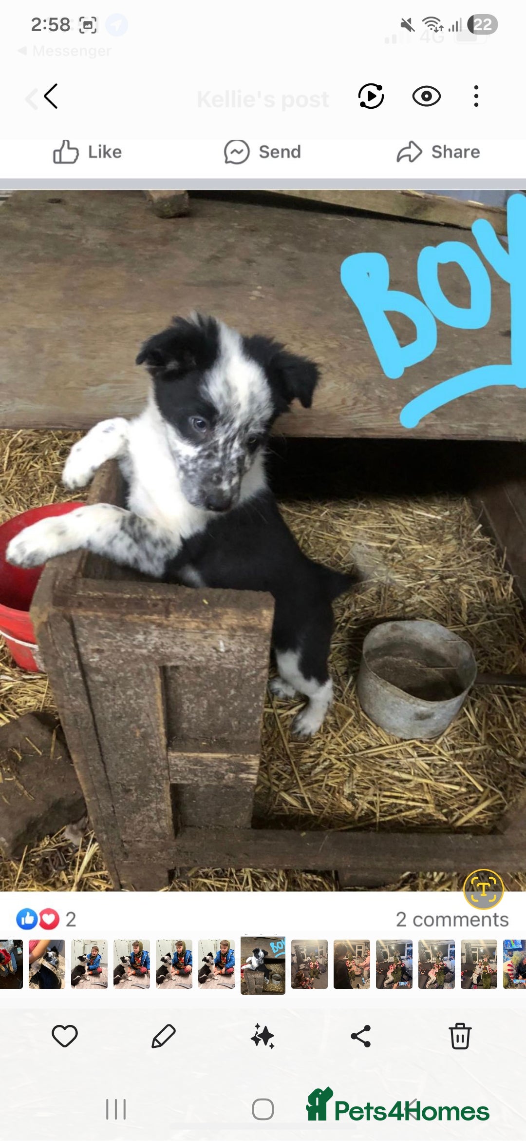 Border Collie dogs for stud: Mr dog - Advert 4