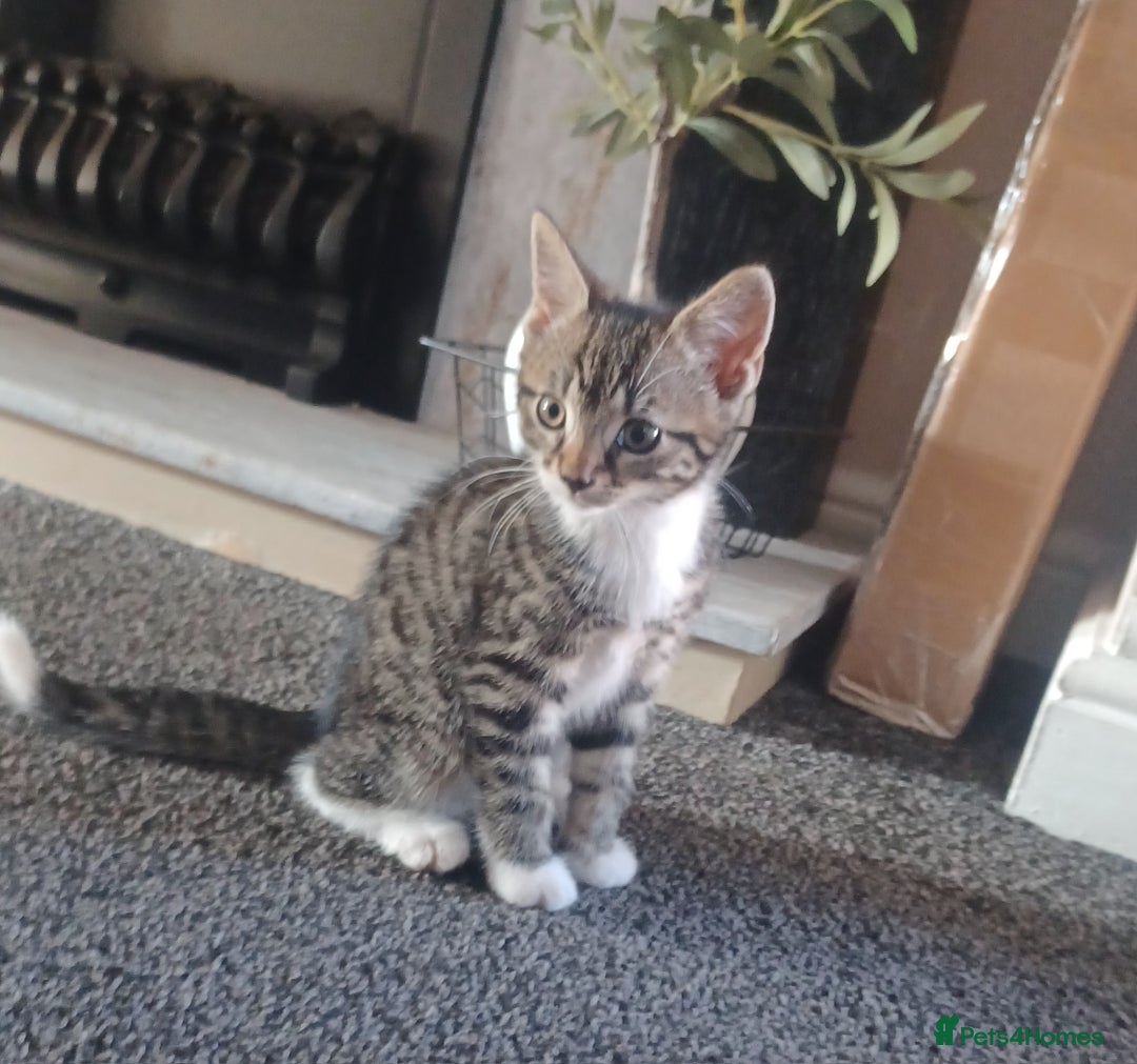 Mixed Breed cats for sale: Gorgeous Bengal x babies **READY NOW** - Image 4