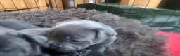 Staffordshire Bull Terrier dogs for sale: KCRegistered BlueStaffordshire BullTerrier Puppies in Clydebank - Advert 20