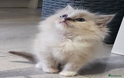 Ragdoll cats for sale: Stunning ragdoll kittens  - Image 15