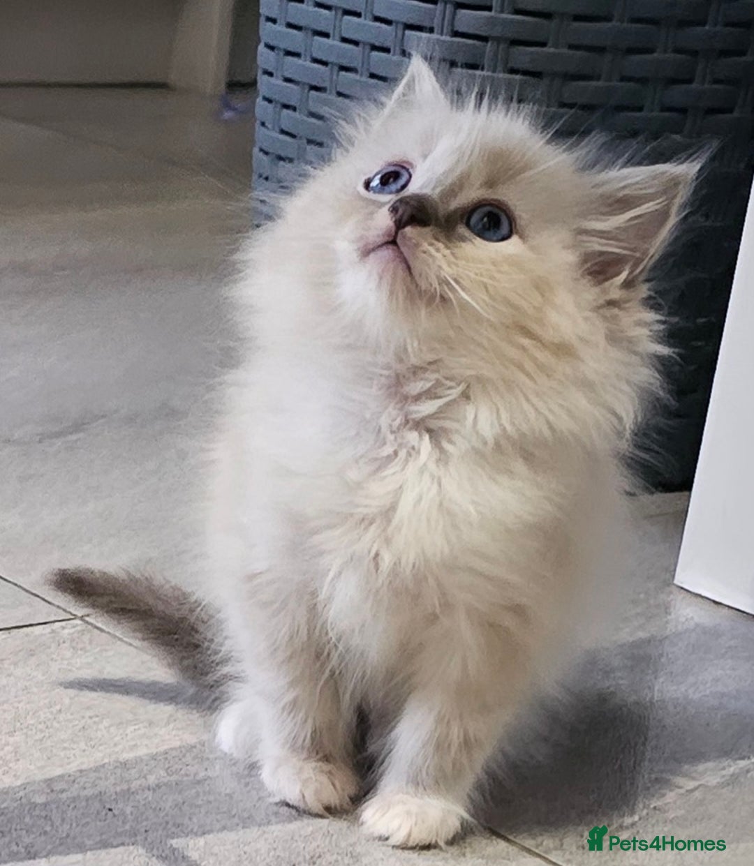 Ragdoll cats for sale: Stunning ragdoll kittens  - Image 15