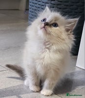 Ragdoll cats - Advert 12