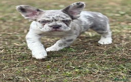 French Bulldog dogs for sale: french bulldogs fluffy.. - Image 23