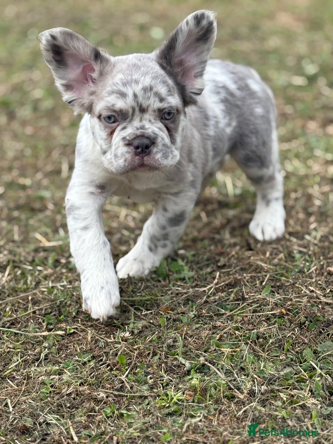 French Bulldog dogs for sale: french bulldogs fluffy.. - Image 23