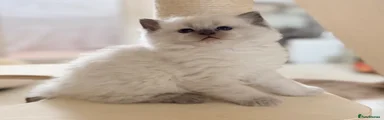 Ragdoll 3