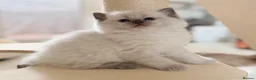 Ragdoll cats for sale: Stunning Champion bloodline TICA Ragdoll kittens - Advert 34