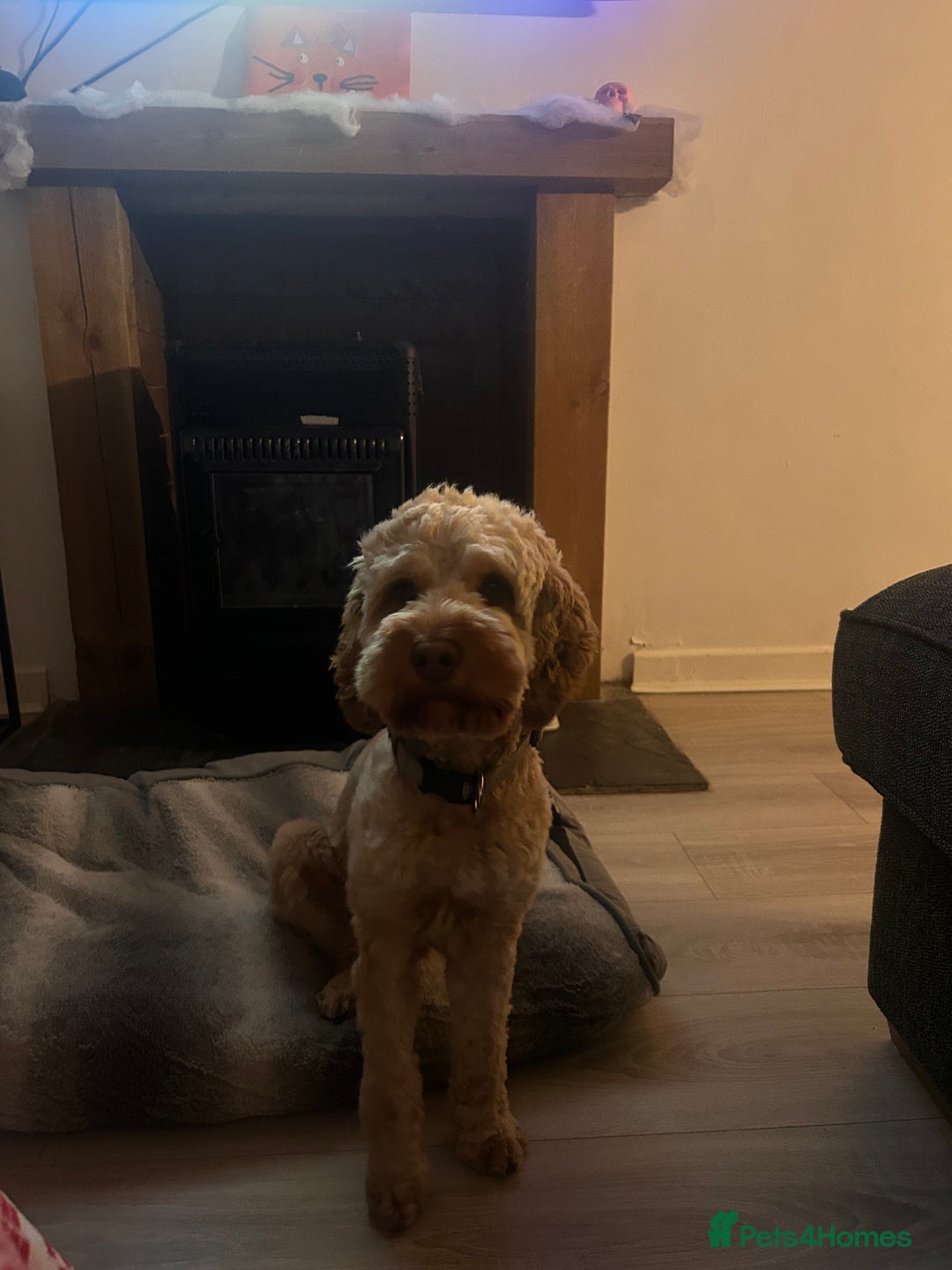 Cockapoo dogs for sale: 1 year old Cockerpoo - Image 6