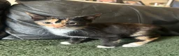 Mixed Breed cats for sale: Kittens ready for their forever home!  - Advert 8
